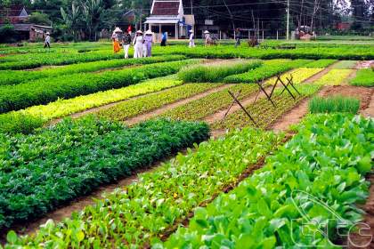 Tra Que Vegetable Village