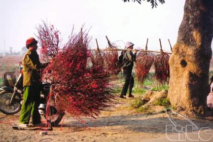 Flower villages around Hanoi