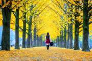 Tour du lịch Hàn Quốc 5N4D: SEOUL – ĐẢO NAMI – EVERLAND – STARFIELD – CHỢ GWANGJANG - MYEONGDONG