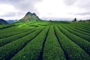 4D3N NORTHWEST ROUTE TOUR: HANOI - MOC CHAU - DIEN BIEN - SAPA